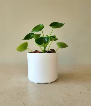Peperomia cucharita en porta maceta