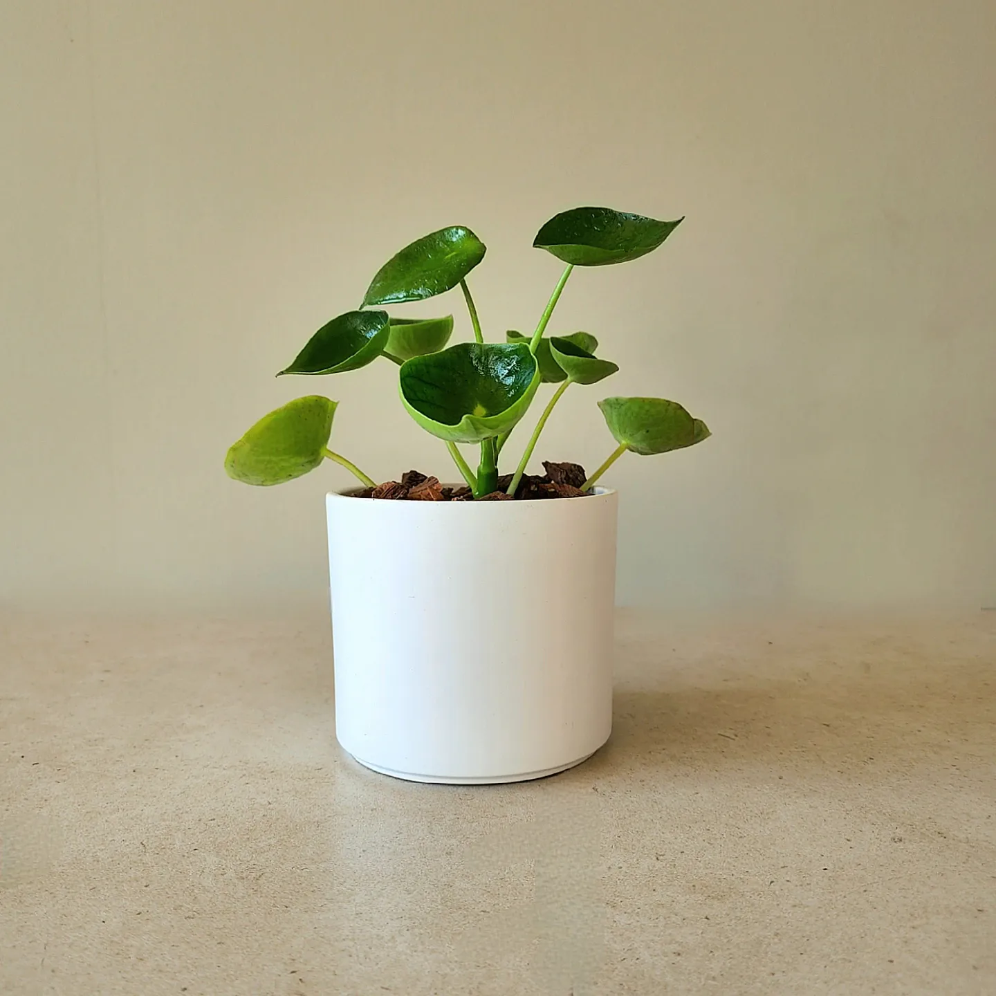 Peperomia cucharita en porta maceta