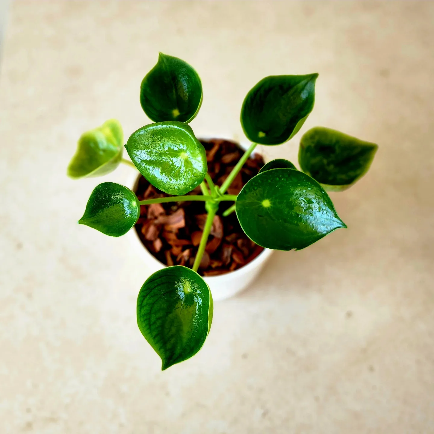 Peperomia cucharita en porta maceta - Imagen 2