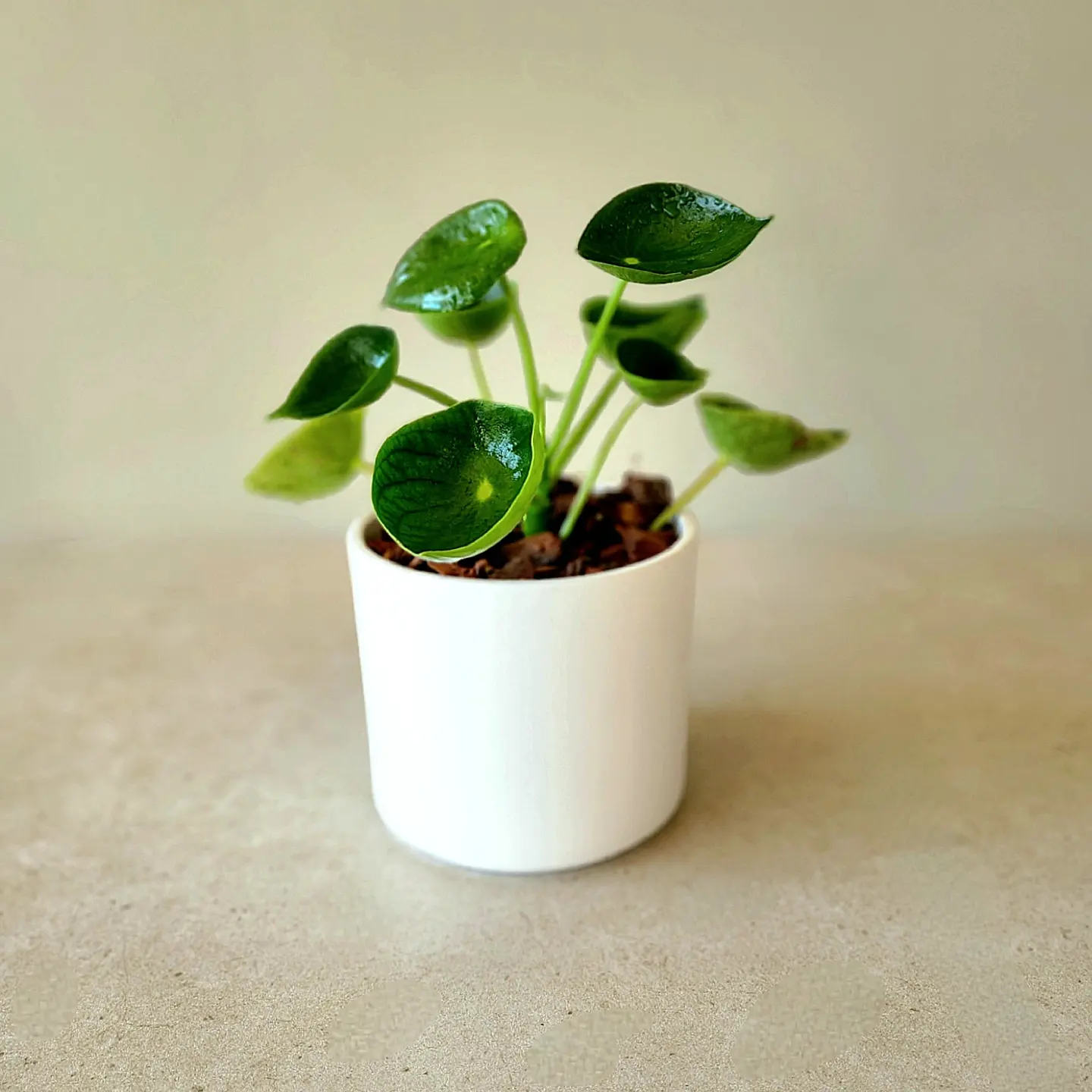 Peperomia cucharita en porta maceta - Imagen 3