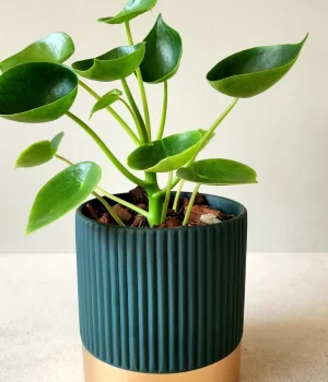 Peperomia cucharita en macetero de cerámica
