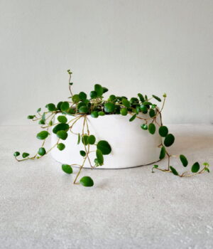Peperomia Pepperspot en macetero de hormigón blanco