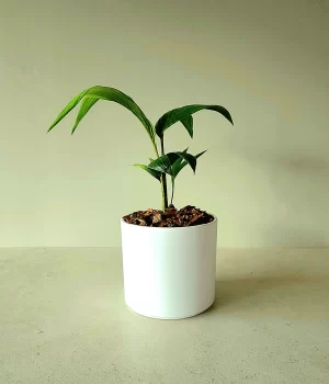 Kentia en porta maceta de cerámica blanca