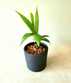 Kentia en macetero de greda negro Mate
