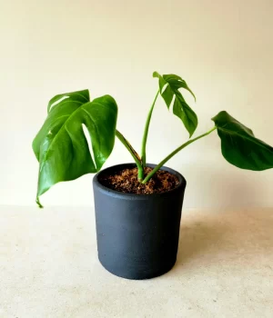 Monstera M en macetero de Greda Negro Mate