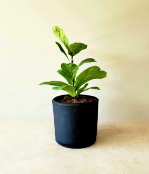 Ficus Lyrata en macetero de Greda Negro Mate