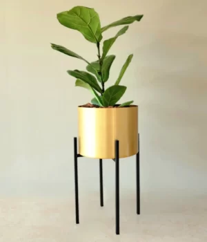 Ficus Lyrata en portamacetero dorado + pedestal acero negro