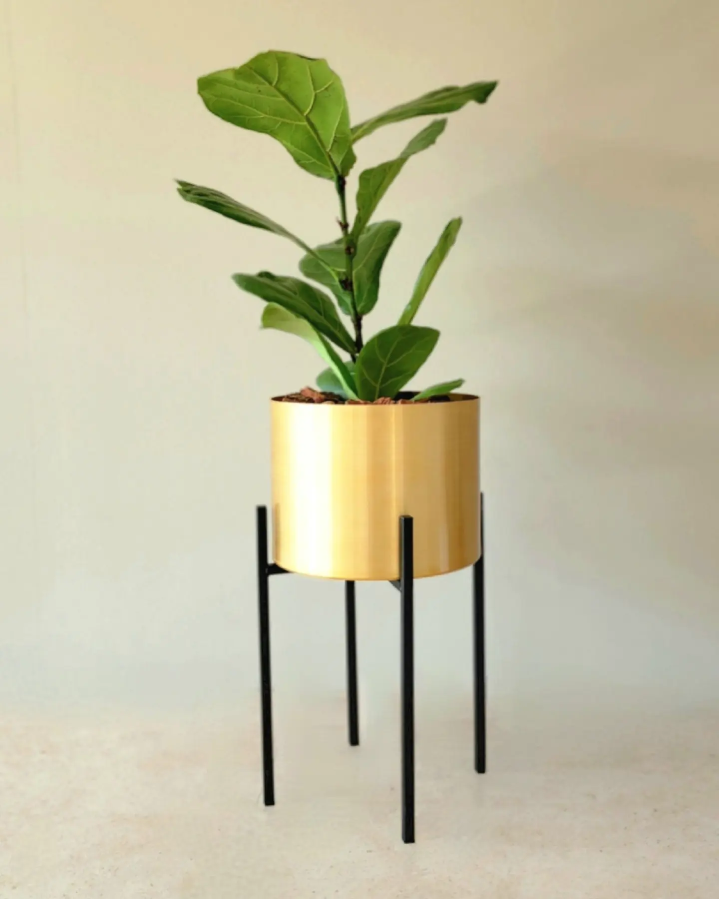 Ficus Lyrata en portamacetero dorado + pedestal acero negro