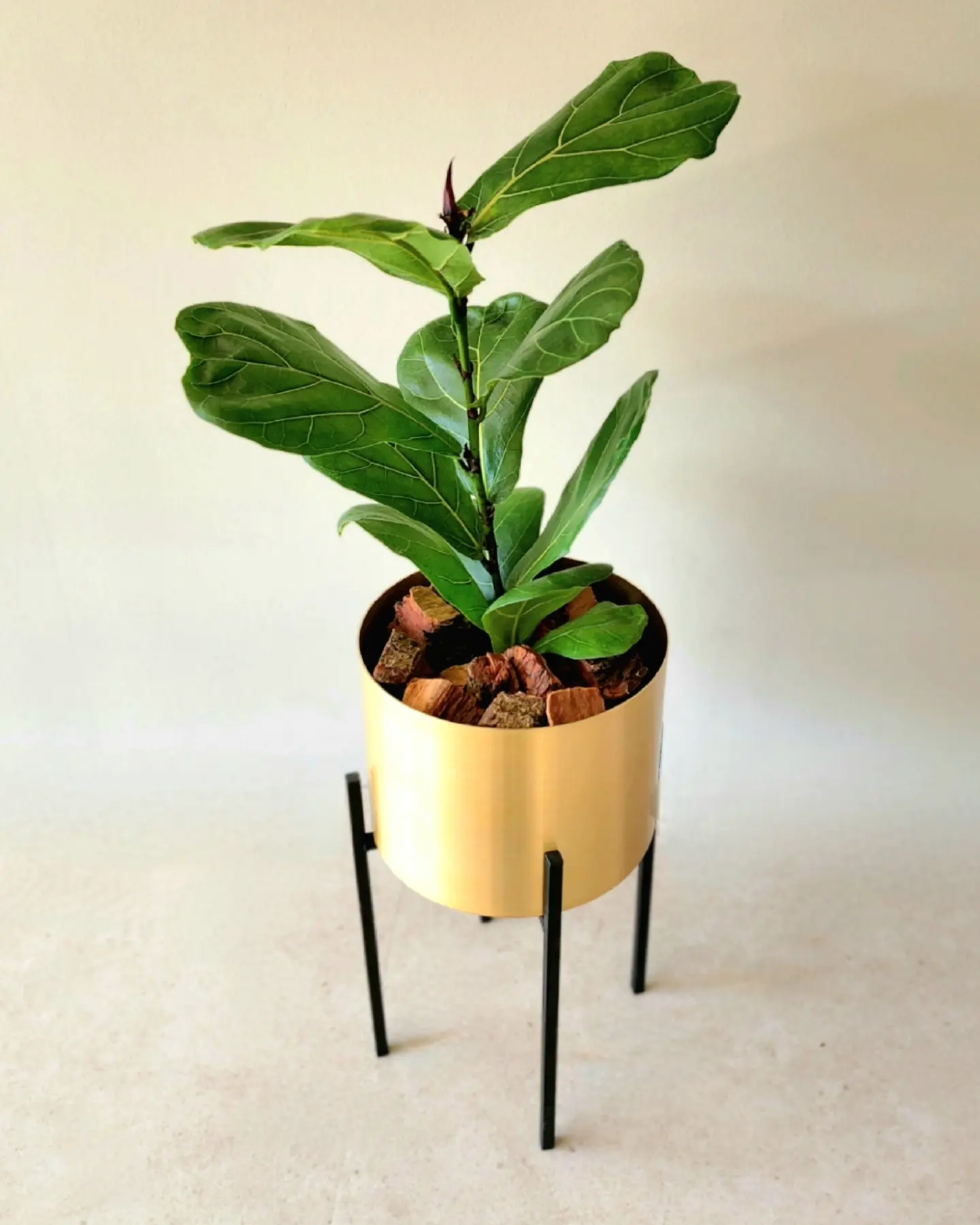 Ficus Lyrata en portamacetero dorado + pedestal acero negro - Imagen 2