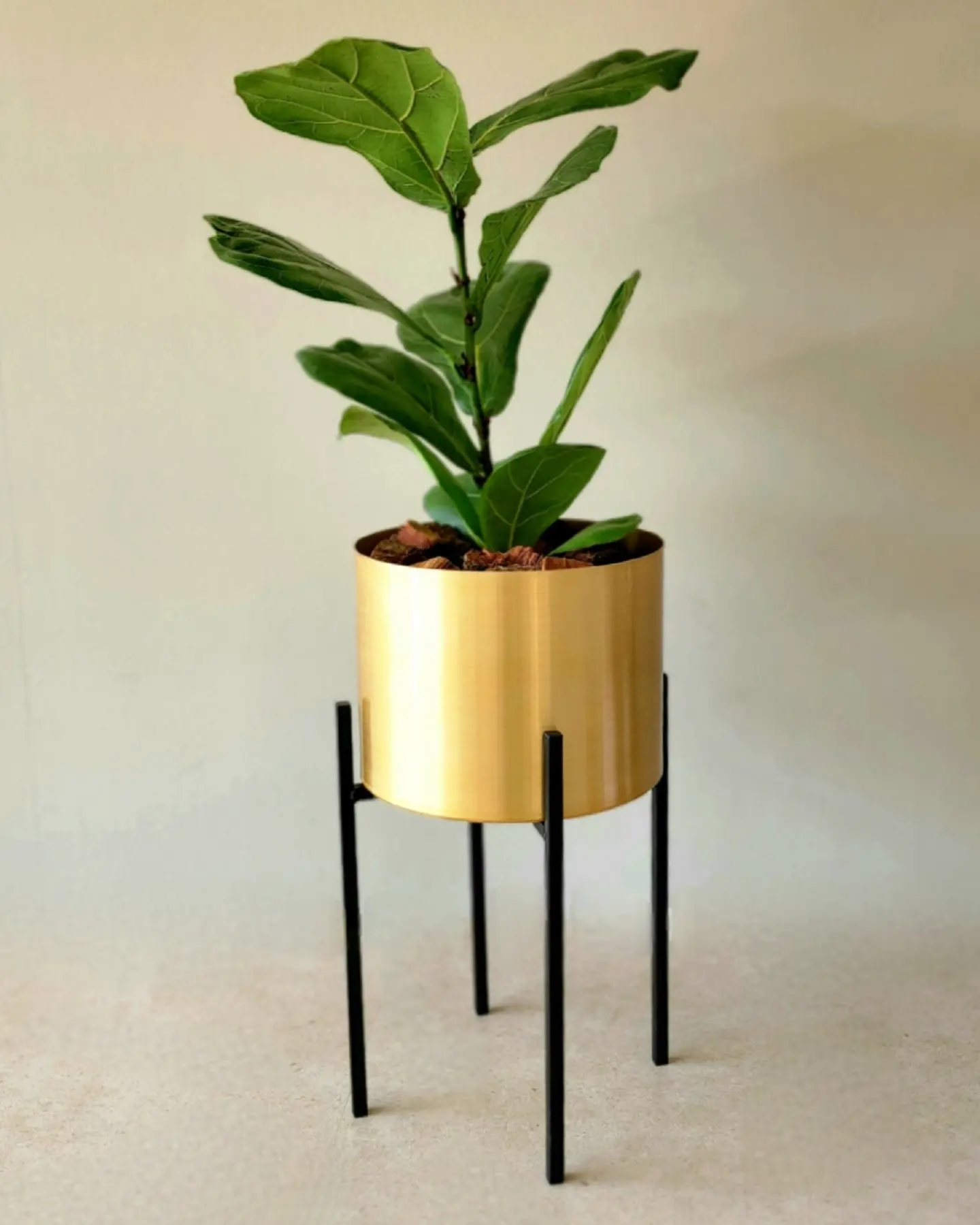 Ficus Lyrata en portamacetero dorado + pedestal acero negro - Imagen 3