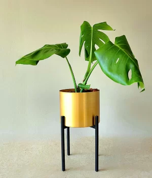 Monstera M en portamacetero dorado + pedestal acero negro.