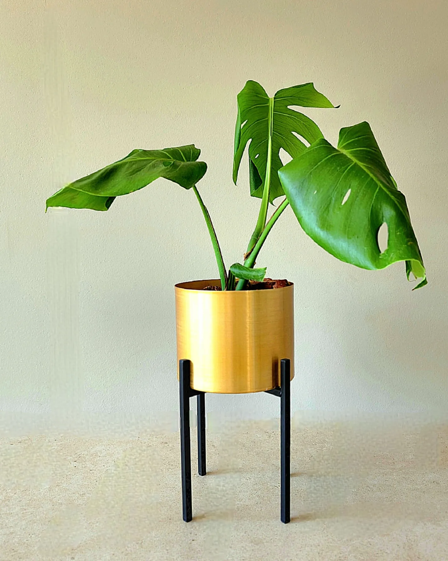 Monstera M en portamacetero dorado + pedestal acero negro.