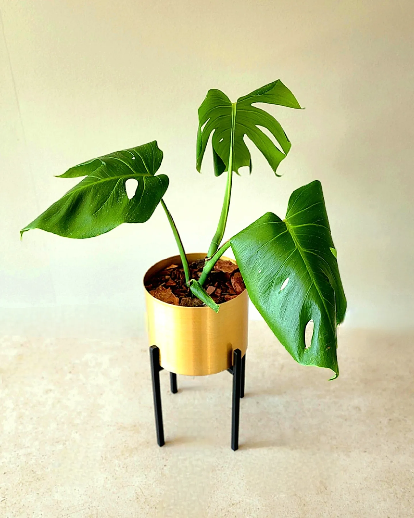 Monstera M en portamacetero dorado + pedestal acero negro. - Imagen 3