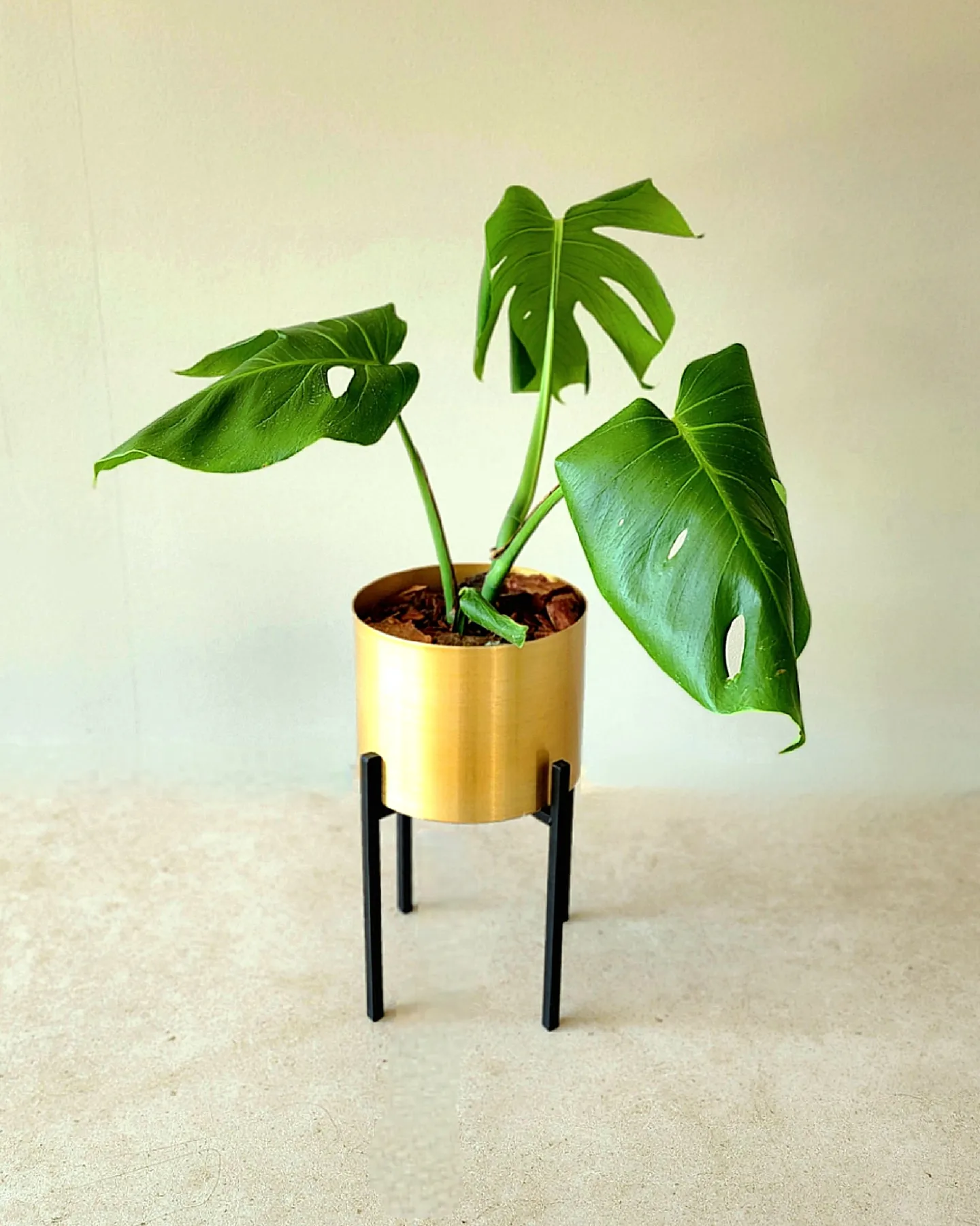Monstera M en portamacetero dorado + pedestal acero negro. - Imagen 2