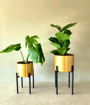Dúo Ficus  Lyrata + Monstera con porta macetas y pedestal