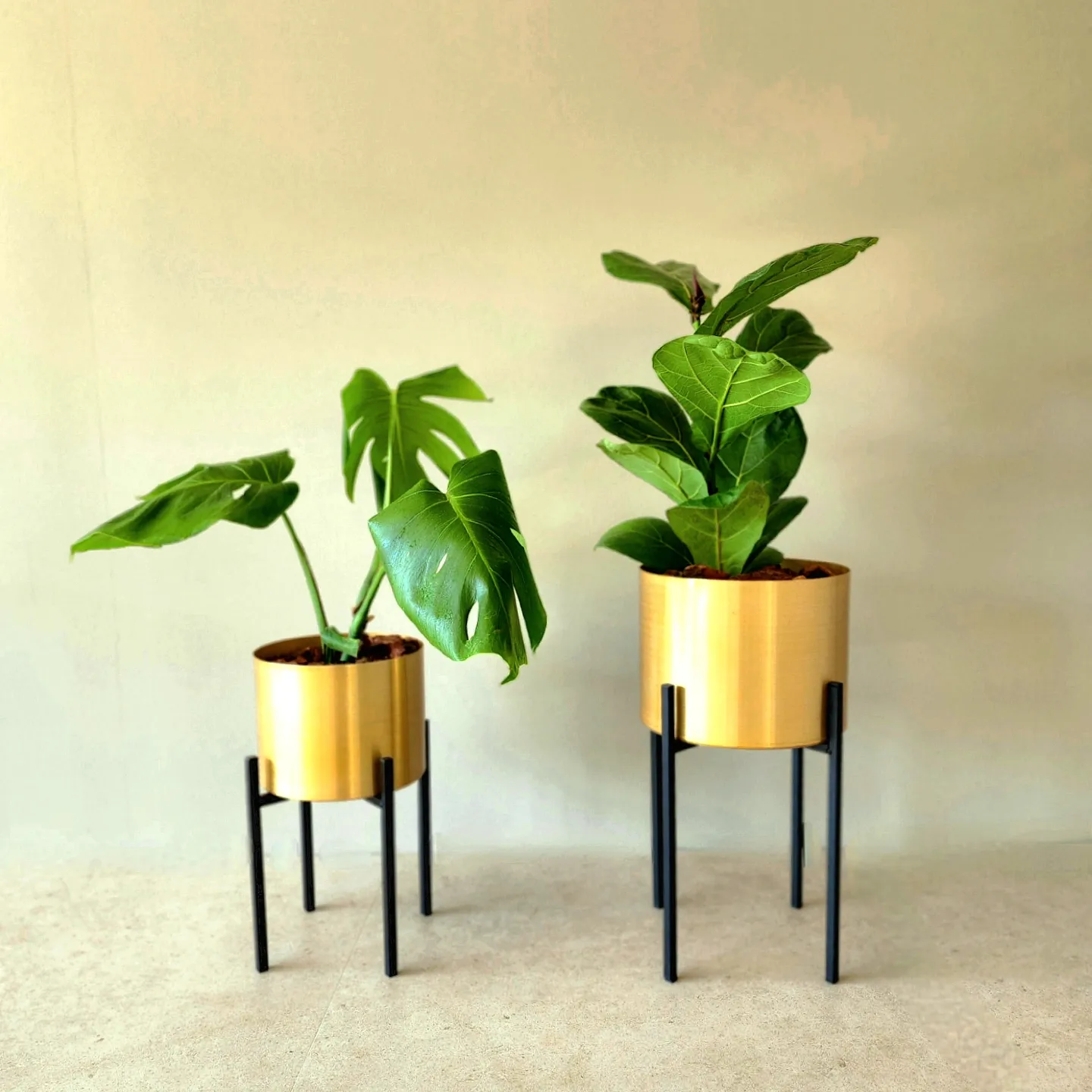 Dúo Ficus Lyrata + Monstera con porta macetas y pedestal