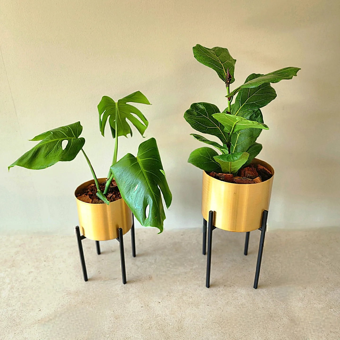 Dúo Ficus Lyrata + Monstera con porta macetas y pedestal - Imagen 2