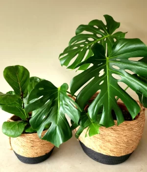 Dúo Mostera Deliciosa y Ficus Lyrata en canasto