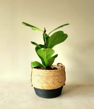 Ficus Lyrata  en canasto