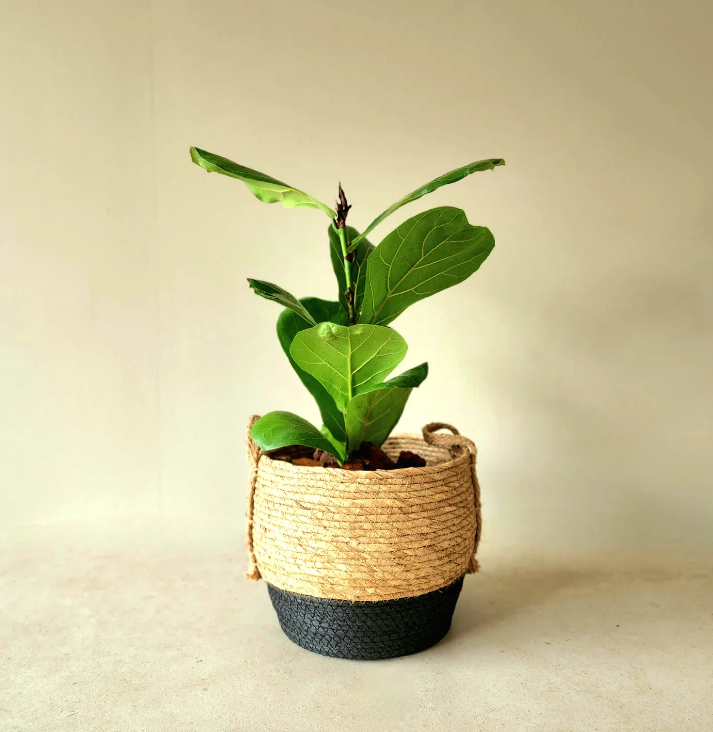 Ficus Lyrata en canasto