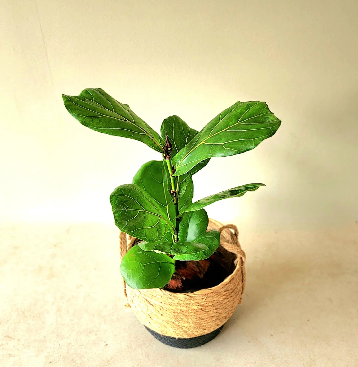 Ficus Lyrata en canasto - Imagen 2