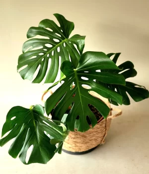 Monstera Deliciosa <br> en canasto