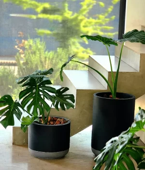 Dúo Manto de Eva y Monstera deliociosa