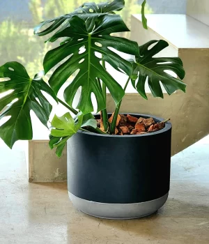 Monstera L en macetero de Greda o ultra liviano negro