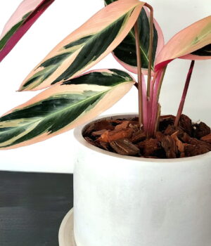 Stromante Triostar en macetero de hormigón blanco con plato