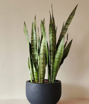 Sansevieria Zeylanica XL arreglo de dos plantas en macetero liviano negro