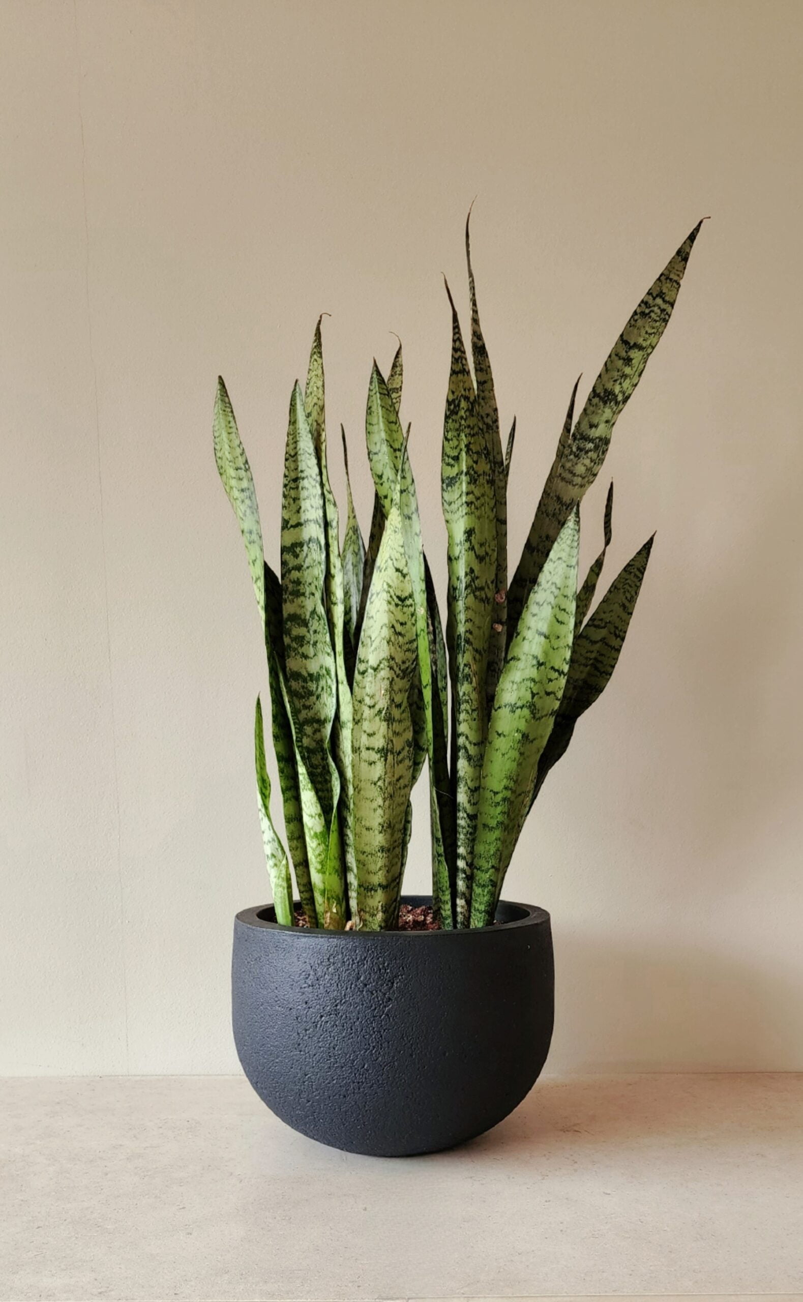 Sansevieria Zeylanica XL arreglo de dos plantas en macetero liviano negro