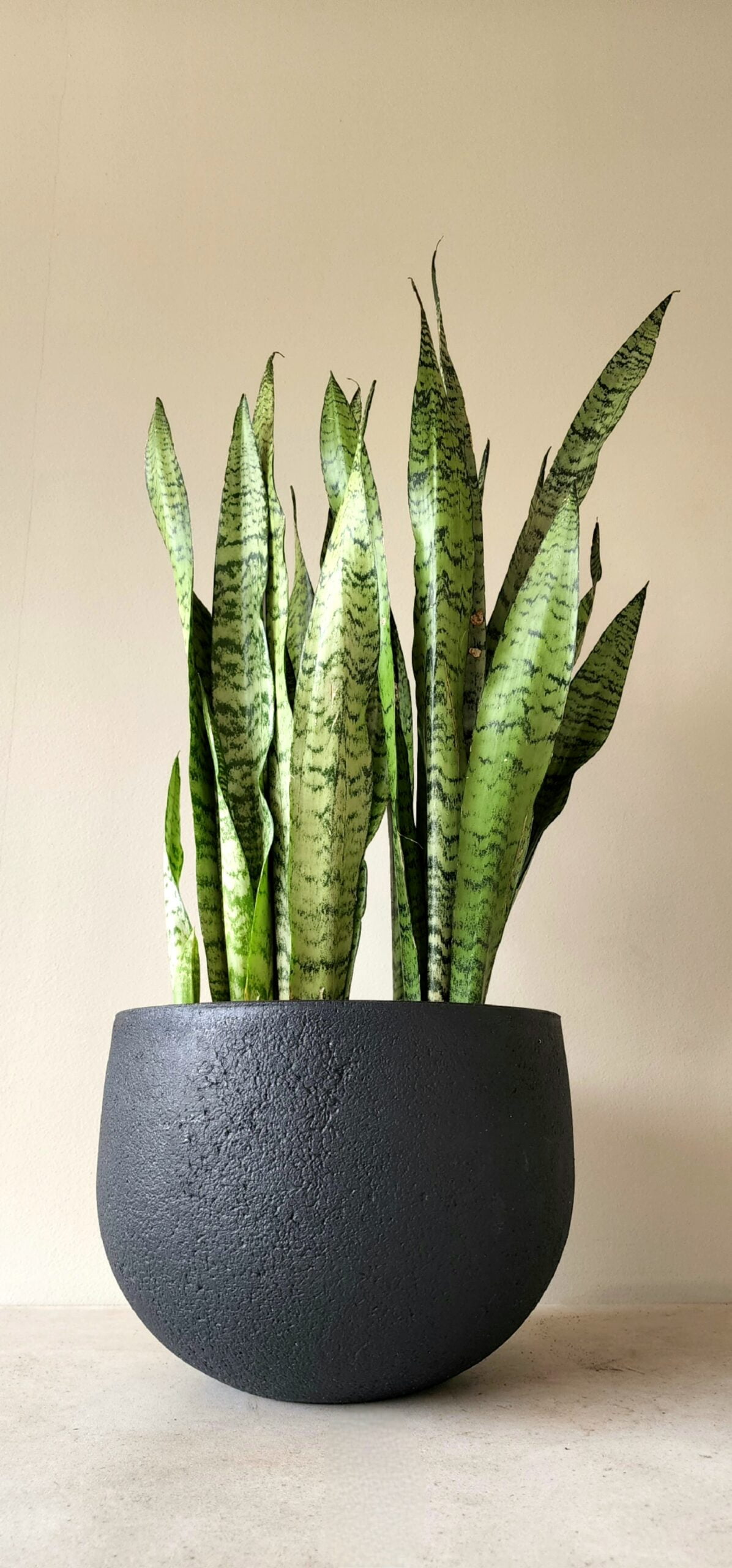 Sansevieria Zeylanica XL arreglo de dos plantas en macetero liviano negro - Imagen 2