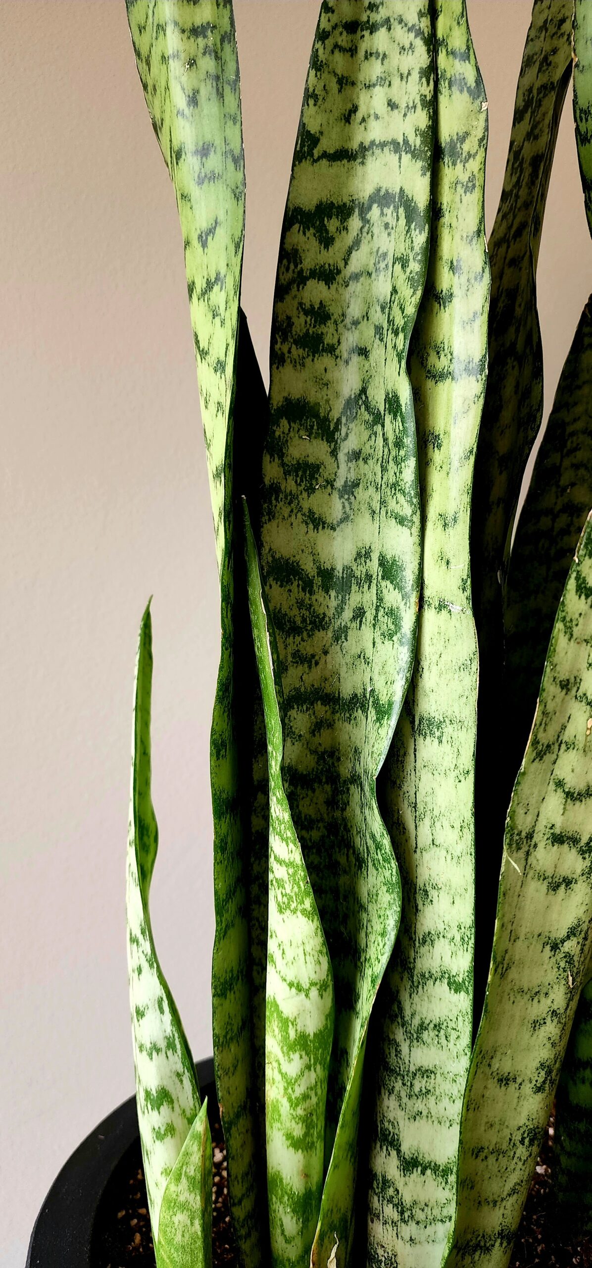 Sansevieria Zeylanica XL arreglo de dos plantas en macetero liviano negro - Imagen 3