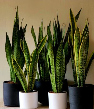 Sansevieria Laurentii o Zeylanica XL en macetero de greda negro