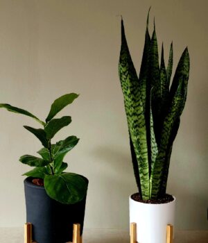 Pedestal de Madera <br> M y L