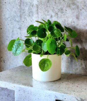 Pilea Peperomioides en Porta macetero de cerámica blanco.
