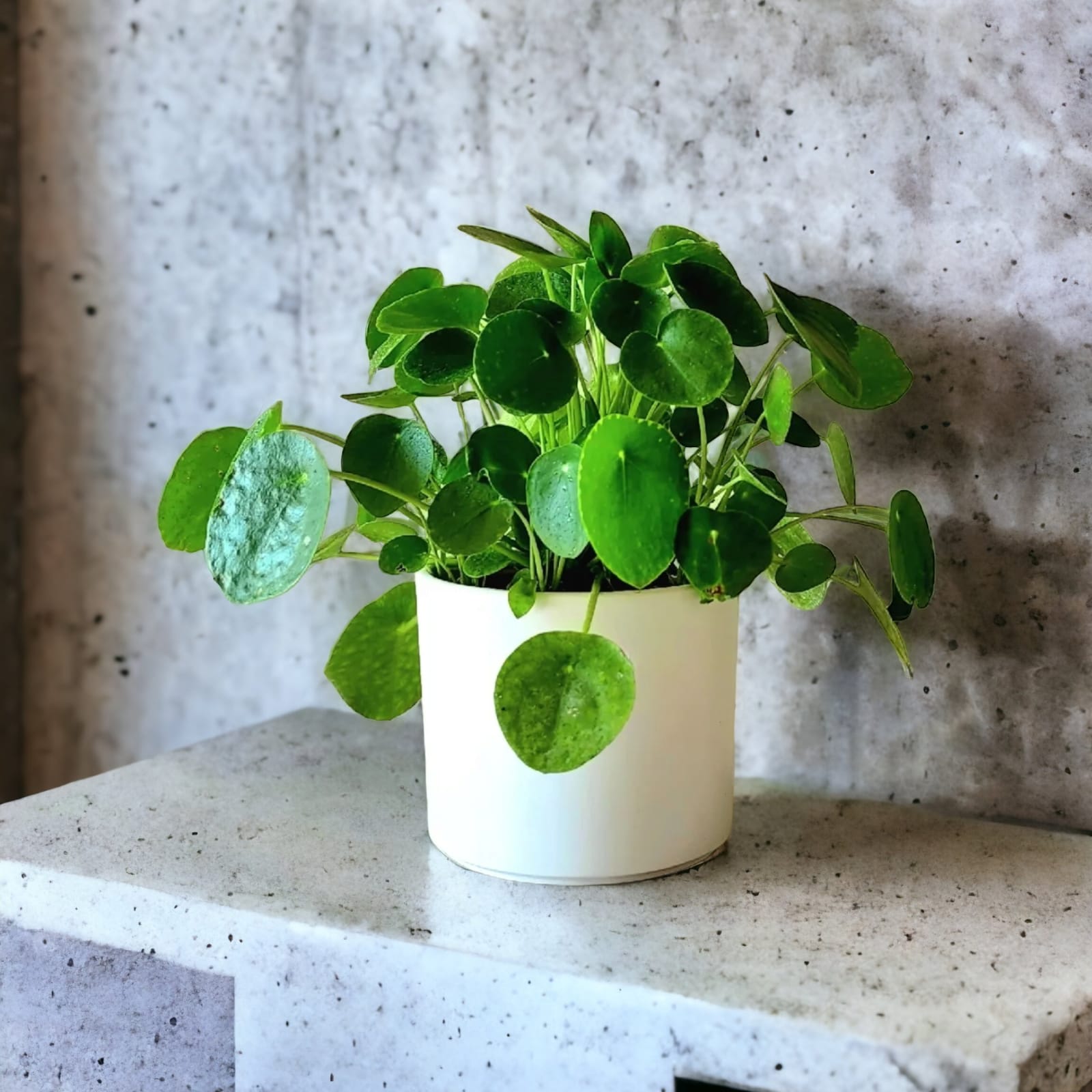 Pilea Peperomioides en Porta macetero de cerámica blanco.