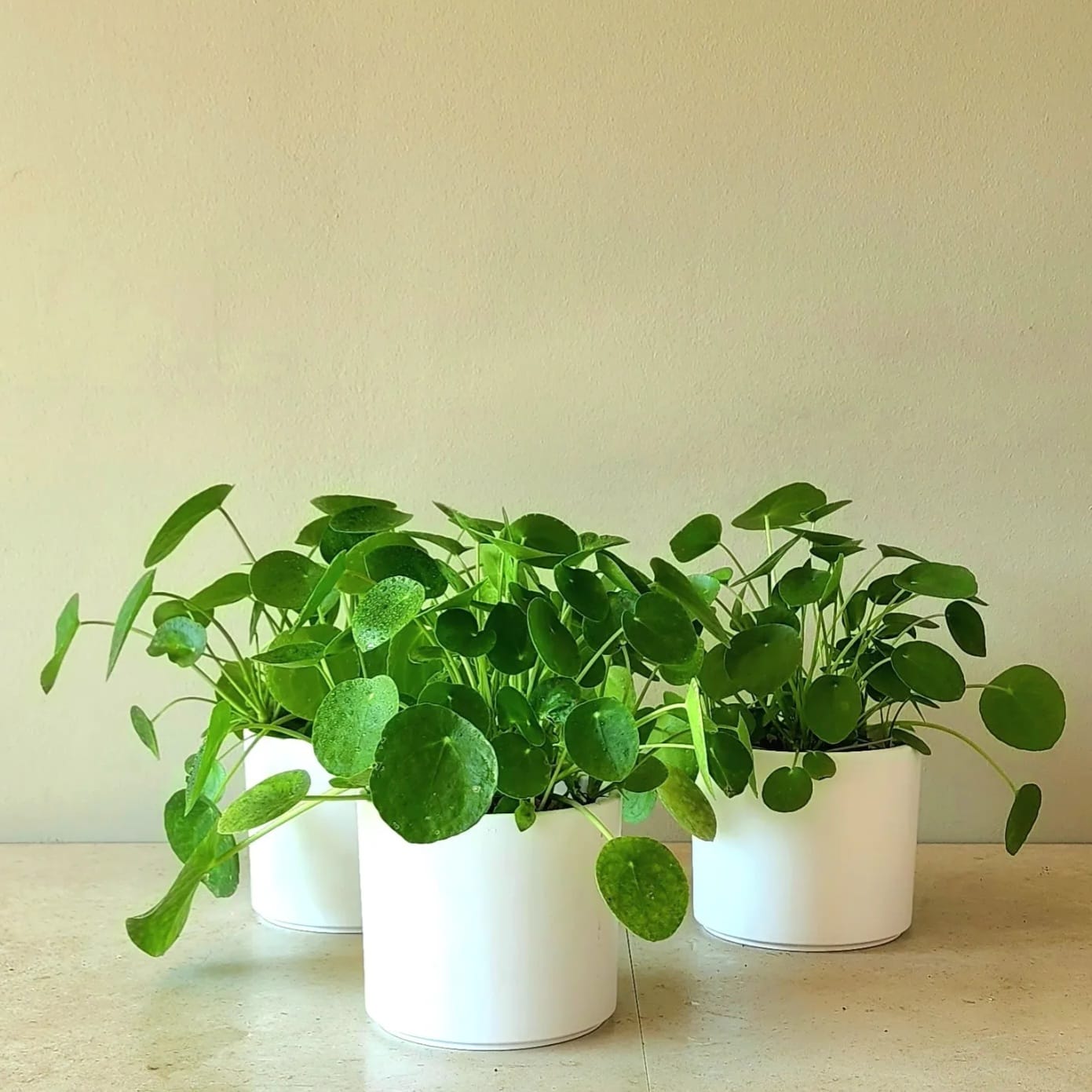 Pilea Peperomioides en Porta macetero de cerámica blanco. - Imagen 2