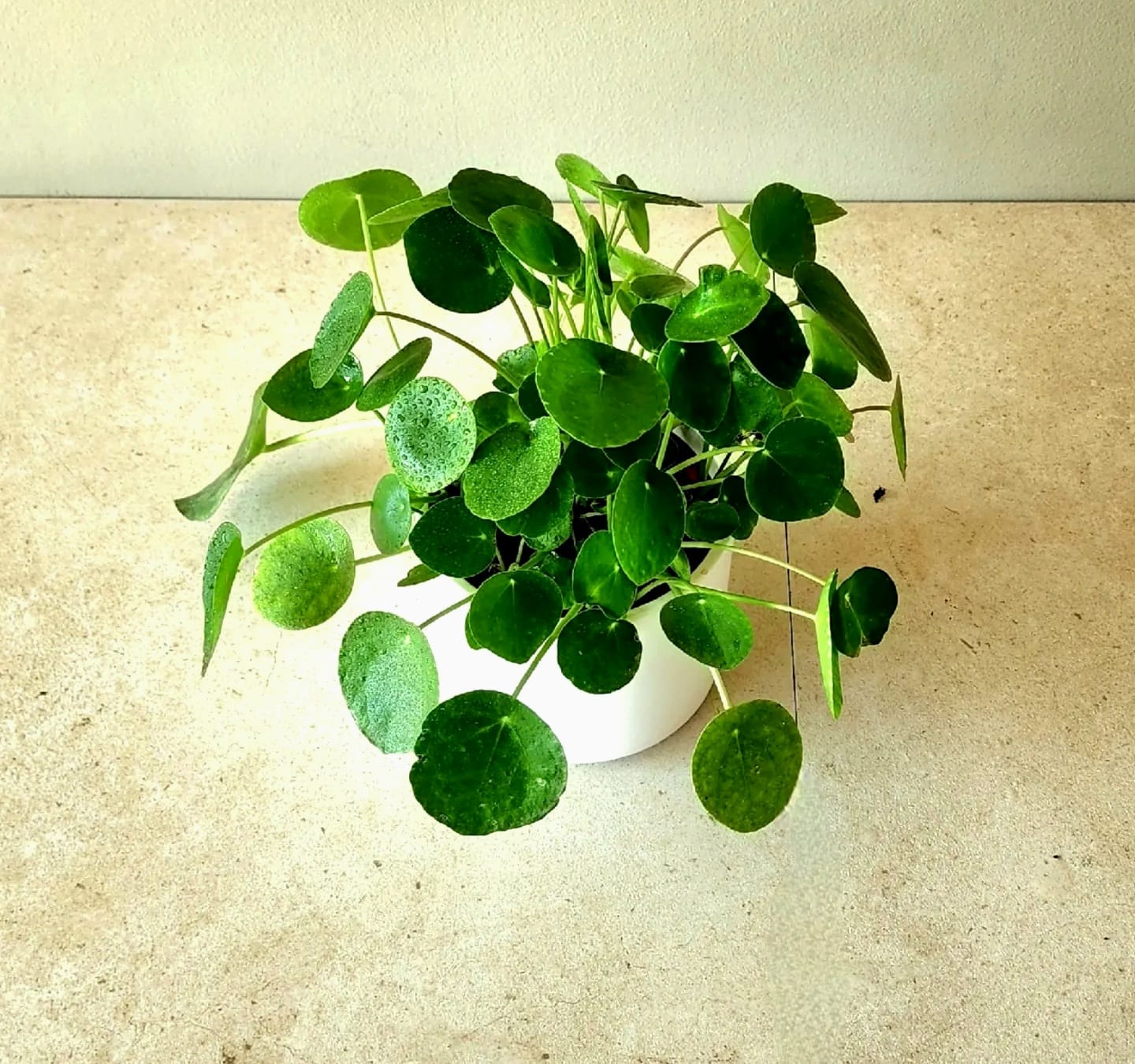 Pilea Peperomioides en Porta macetero de cerámica blanco. - Imagen 3