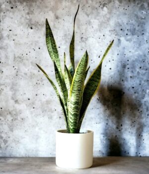 Sansevieria Laurentii L en macetero de cerámica blanco