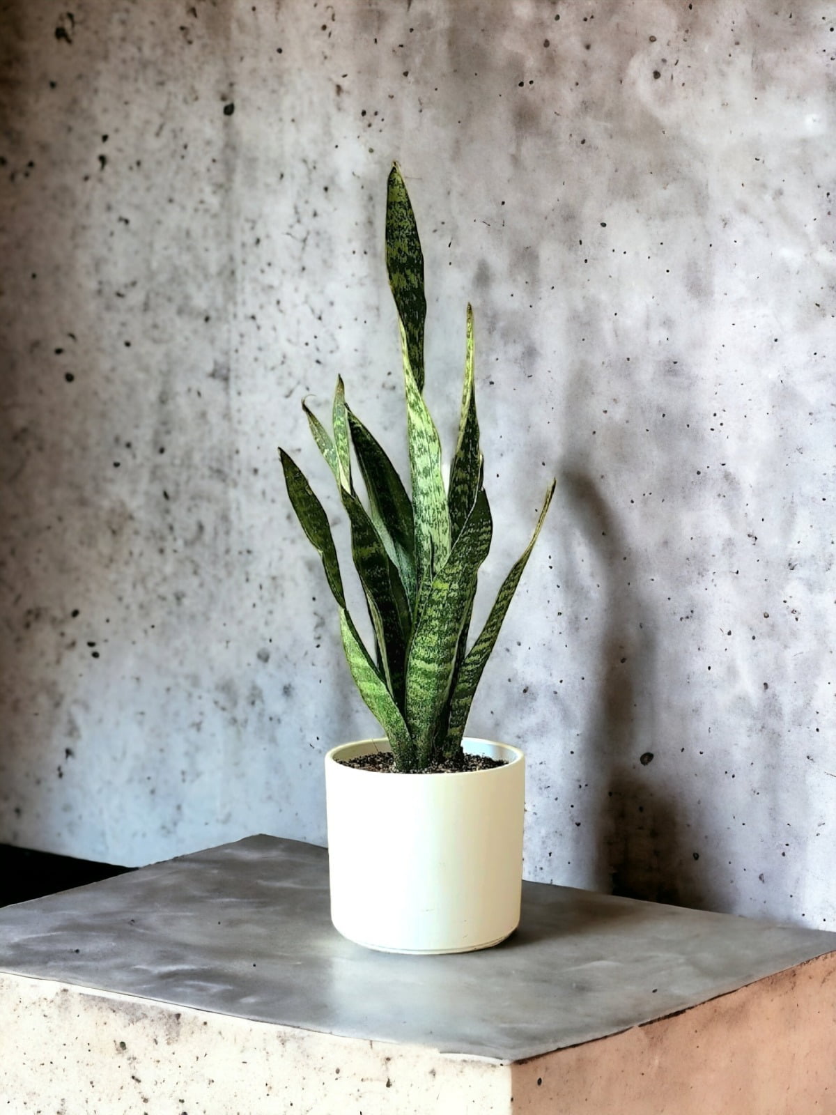 Sansevieria Laurentii Trifasciata L en macetero de cerámica blanco