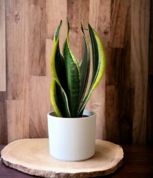 Sansevieria Futura Trifasciata en Porta macetero de cerámica blanco.