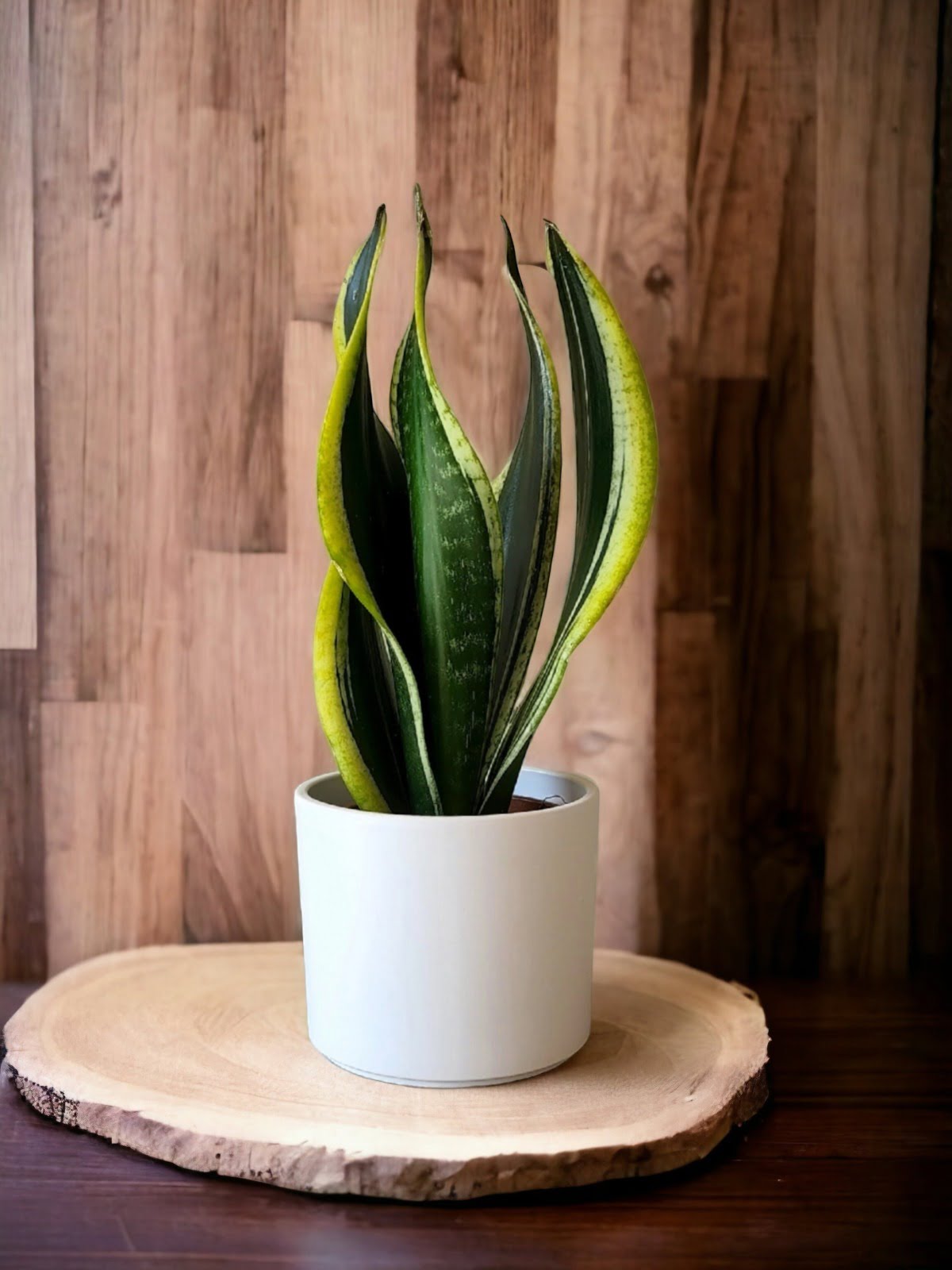 Sansevieria Futura Trifasciata en Porta macetero de cerámica blanco.