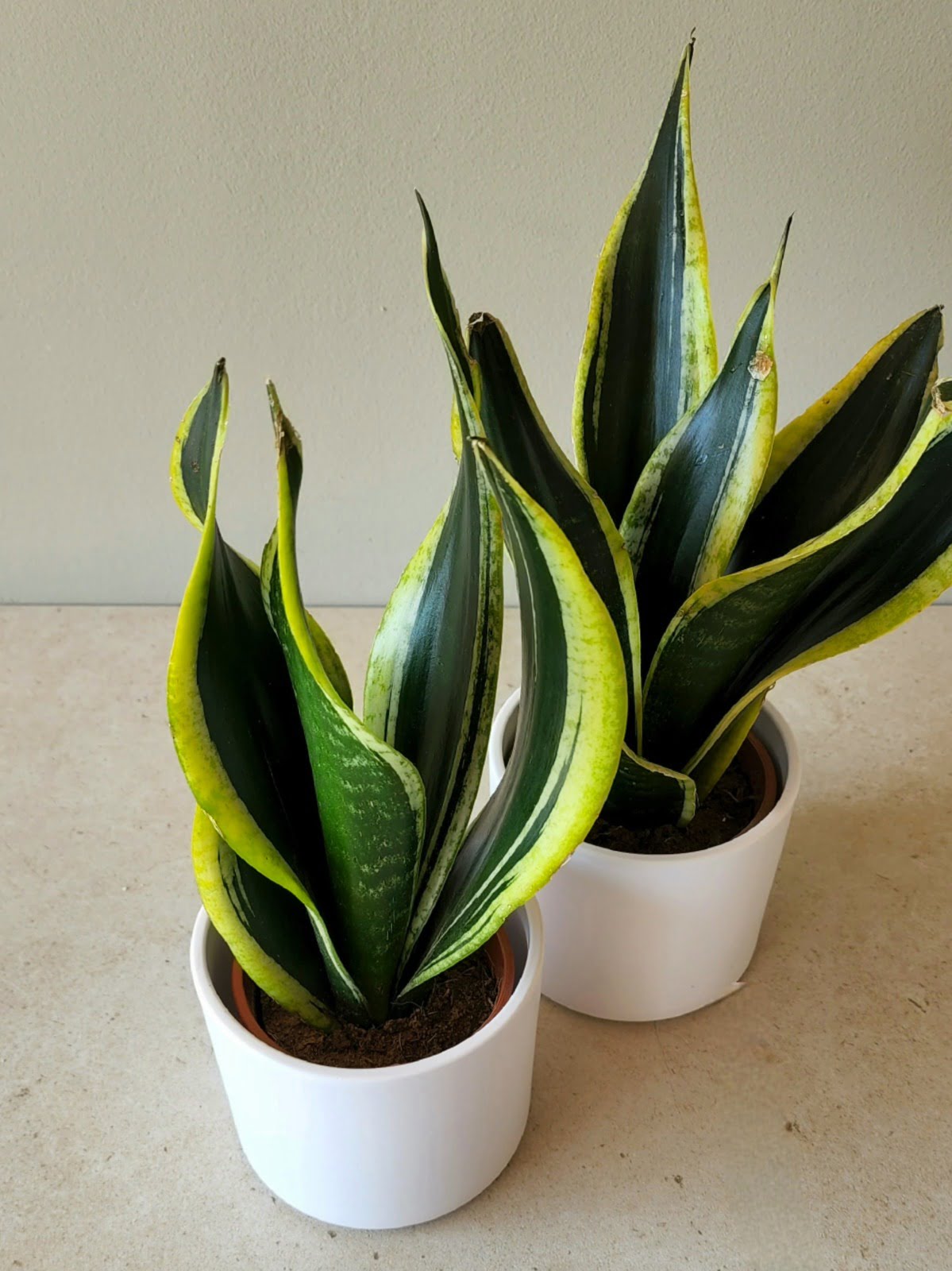 Sansevieria Futura Trifasciata en Porta macetero de cerámica blanco. - Imagen 2